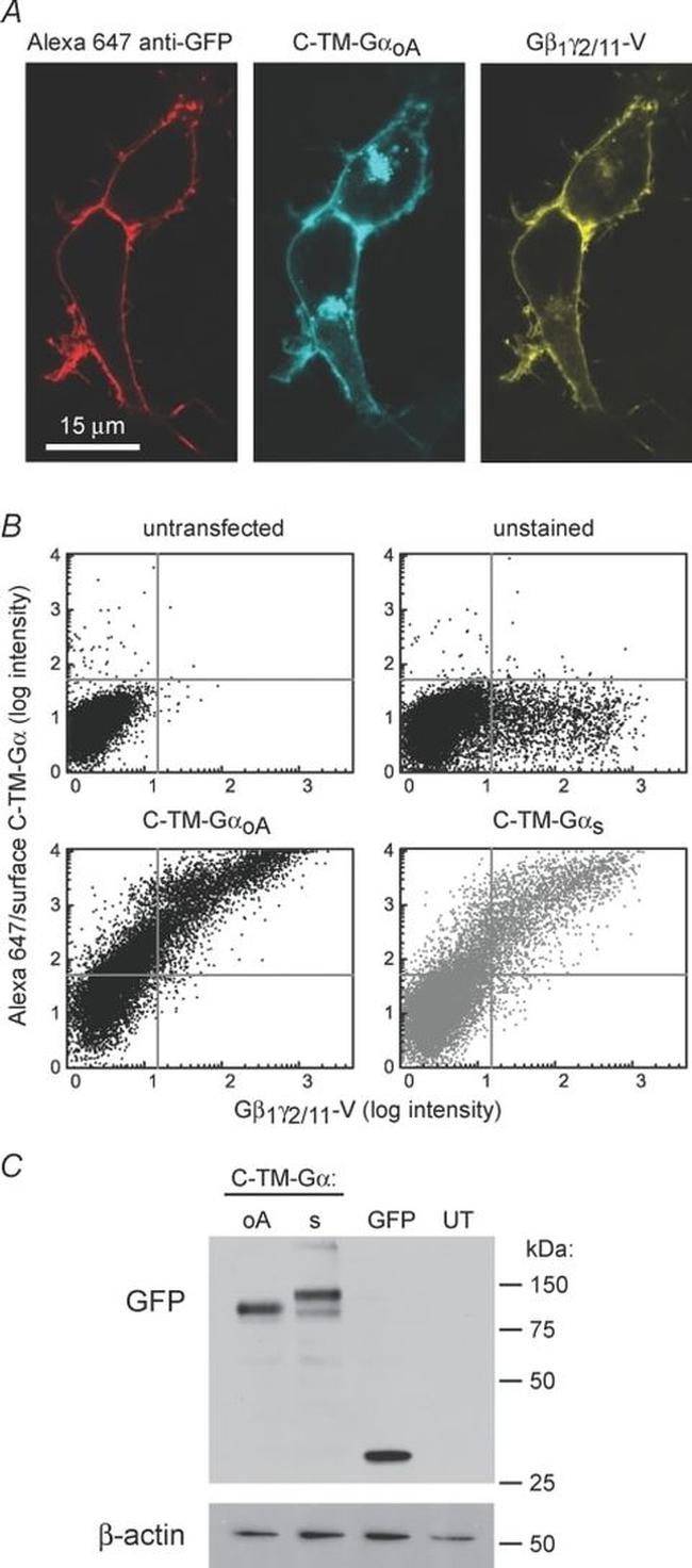 GFP Antibody in Western Blot, Immunocytochemistry (WB, ICC/IF)