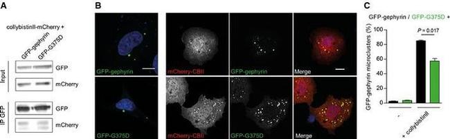 mCherry Antibody in Western Blot (WB)