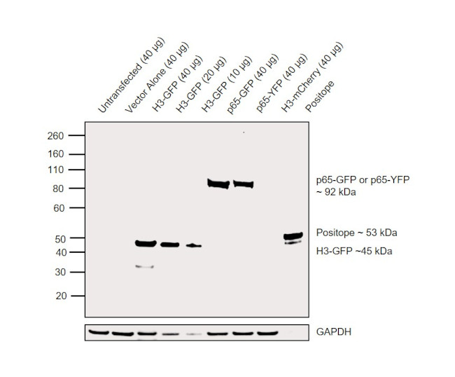 GFP Antibody