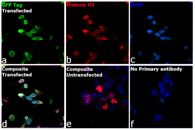 GFP Antibody in Immunocytochemistry (ICC/IF)