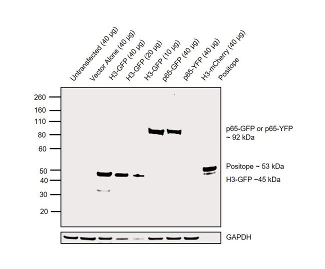 GFP Antibody in Western Blot (WB)