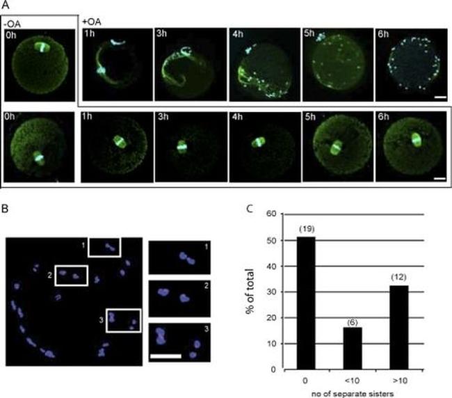 alpha Tubulin Antibody in Immunocytochemistry (ICC/IF)