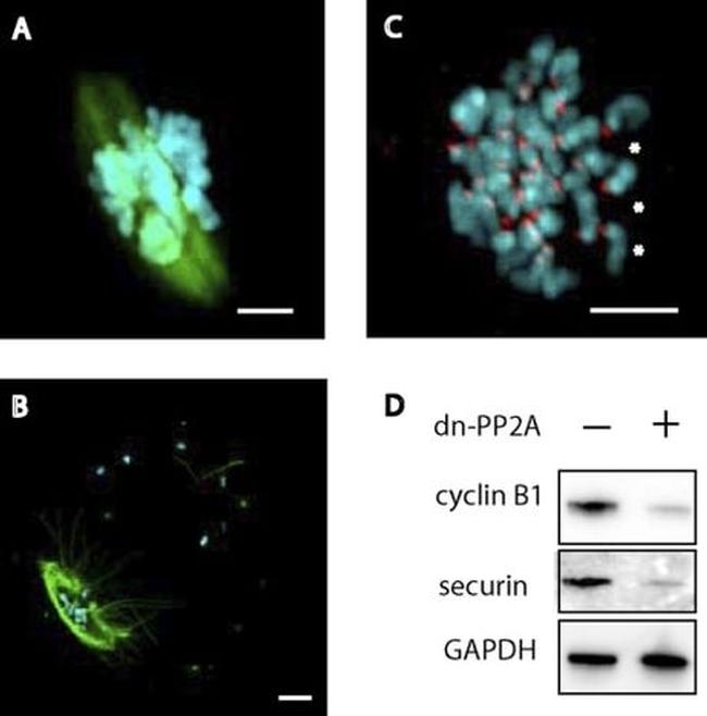 alpha Tubulin Antibody in Immunocytochemistry (ICC/IF)