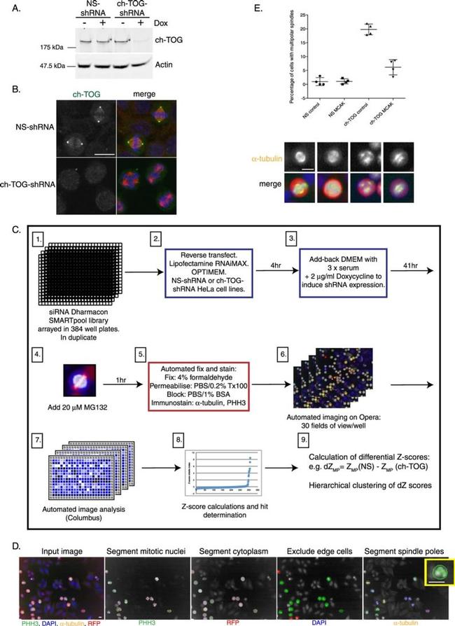 alpha Tubulin Antibody in Immunocytochemistry (ICC/IF)