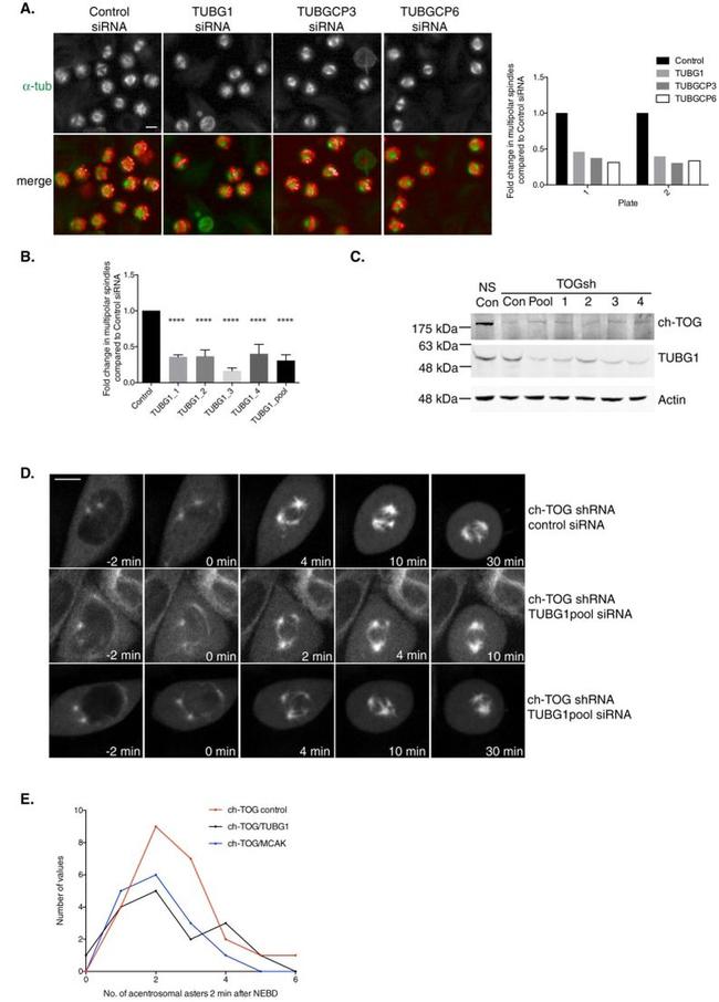 alpha Tubulin Antibody in Immunocytochemistry (ICC/IF)