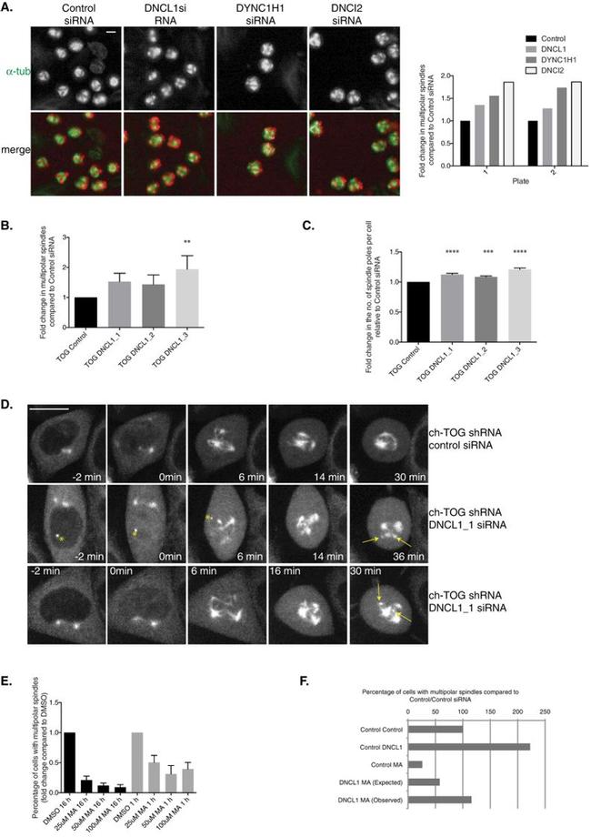 alpha Tubulin Antibody in Immunocytochemistry (ICC/IF)