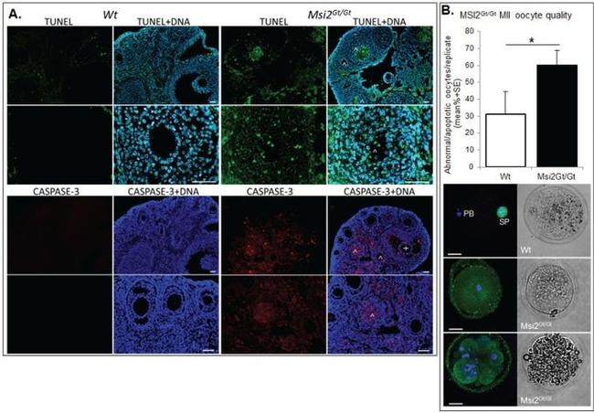 alpha Tubulin Antibody in Immunocytochemistry (ICC/IF)