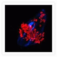 alpha Tubulin Antibody in Immunocytochemistry (ICC/IF)