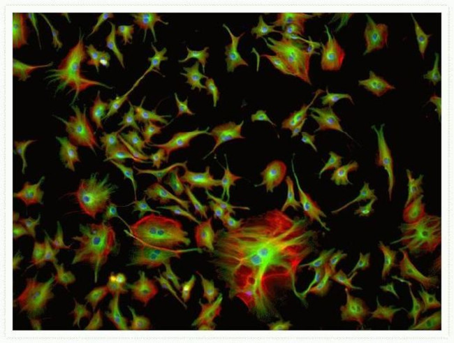 alpha Tubulin Antibody in Immunocytochemistry (ICC/IF)