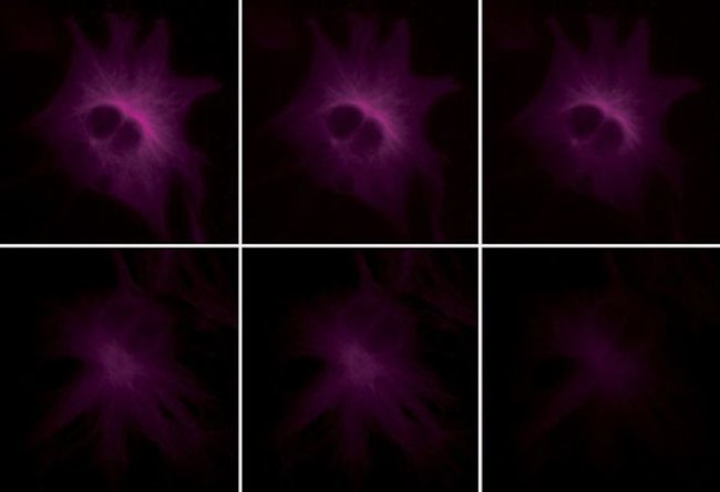 alpha Tubulin Antibody in Immunocytochemistry (ICC/IF)