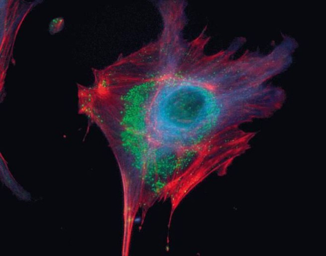 alpha Tubulin Antibody in Immunocytochemistry (ICC/IF)