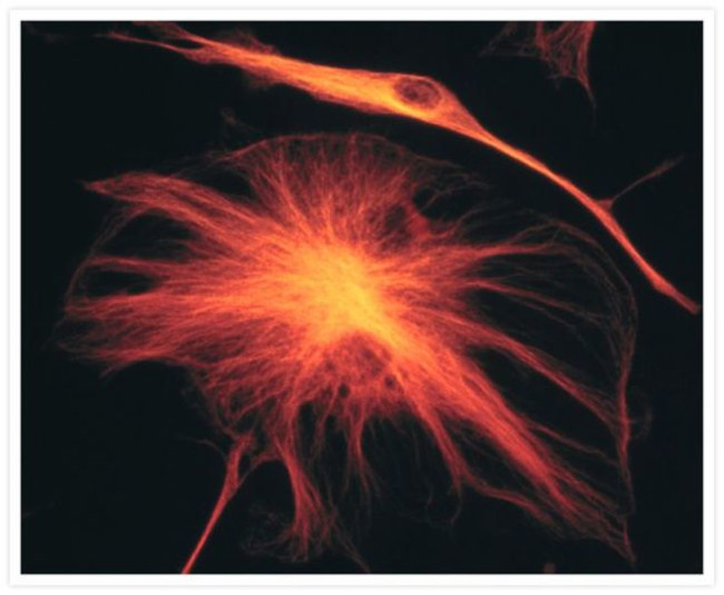 alpha Tubulin Antibody in Immunocytochemistry (ICC/IF)