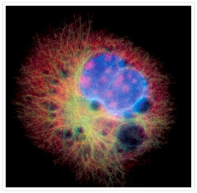 alpha Tubulin Antibody in Immunocytochemistry (ICC/IF)