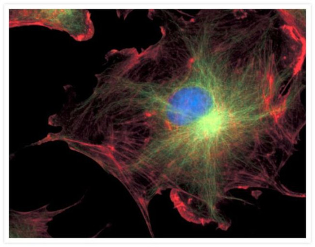 alpha Tubulin Antibody in Immunocytochemistry (ICC/IF)