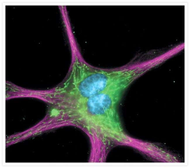 alpha Tubulin Antibody in Immunocytochemistry (ICC/IF)