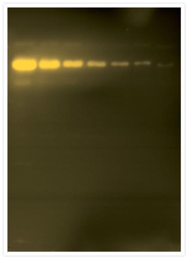 alpha Tubulin Antibody in Western Blot (WB)