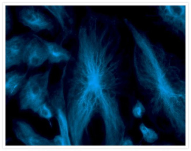 alpha Tubulin Antibody in Immunocytochemistry (ICC/IF)