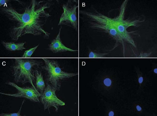 alpha Tubulin Antibody in Immunocytochemistry (ICC/IF)