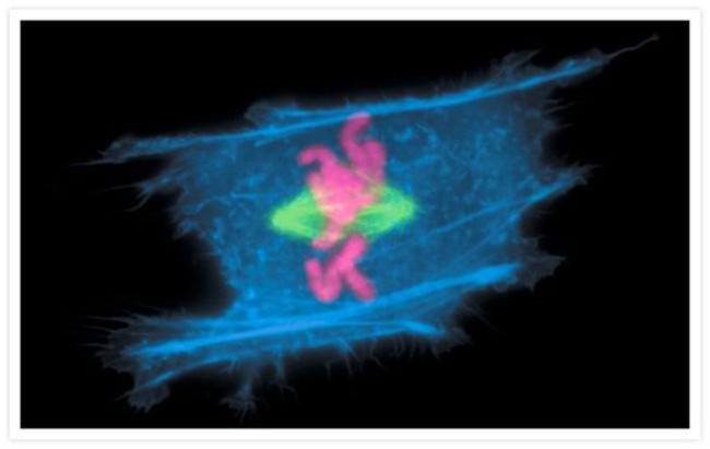 alpha Tubulin Antibody in Immunocytochemistry (ICC/IF)