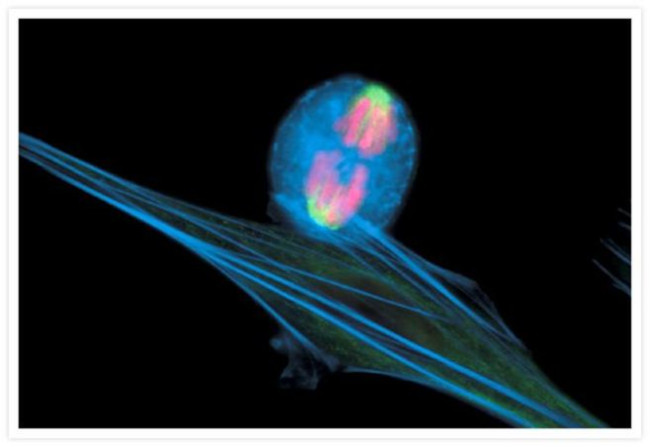 alpha Tubulin Antibody in Immunocytochemistry (ICC/IF)