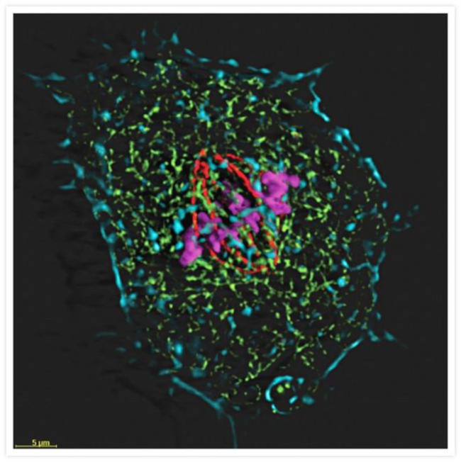 alpha Tubulin Antibody in Immunocytochemistry (ICC/IF)