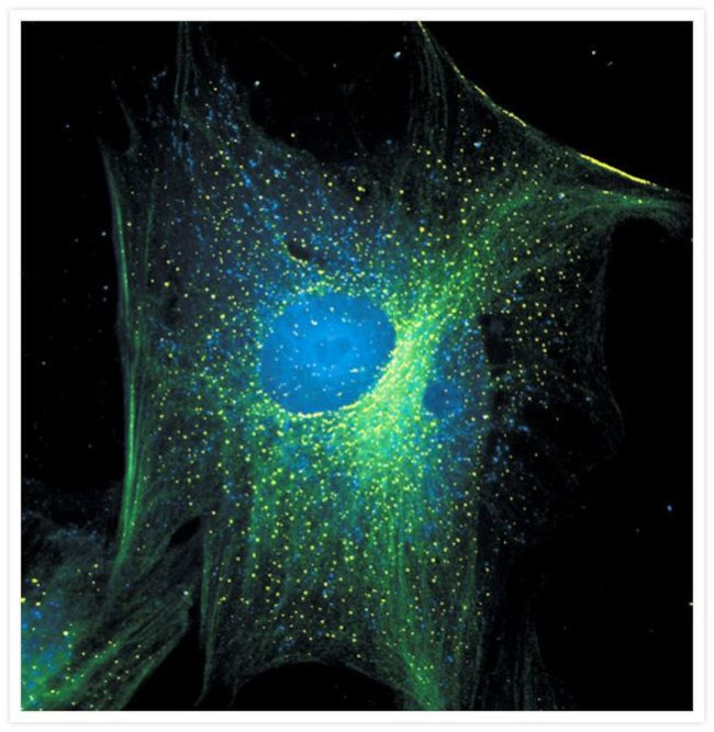 alpha Tubulin Antibody in Immunocytochemistry (ICC/IF)