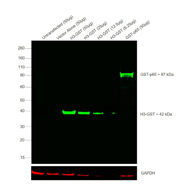 GST Tag Antibody