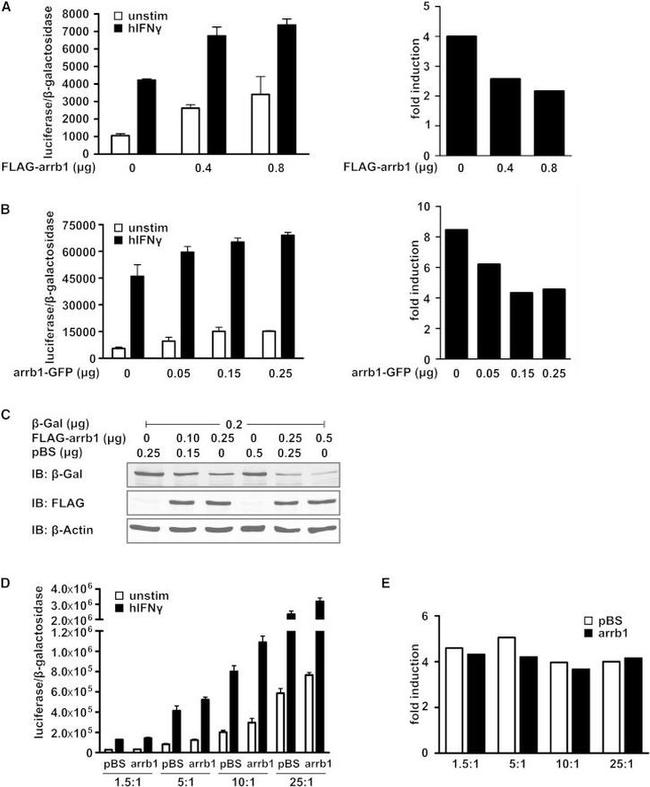 beta Galactosidase Antibody in Western Blot (WB)