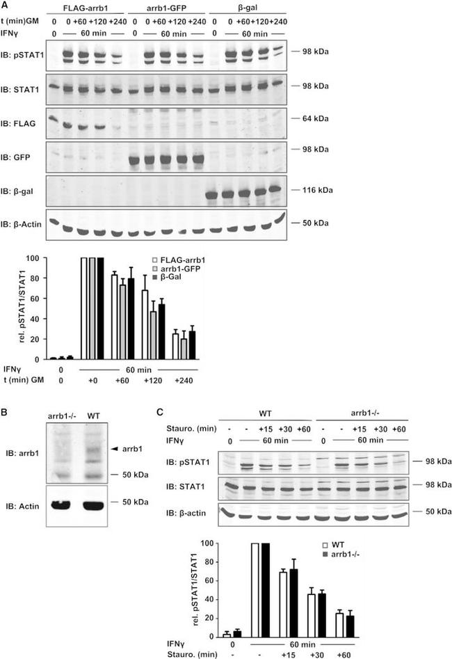 beta Galactosidase Antibody in Western Blot (WB)