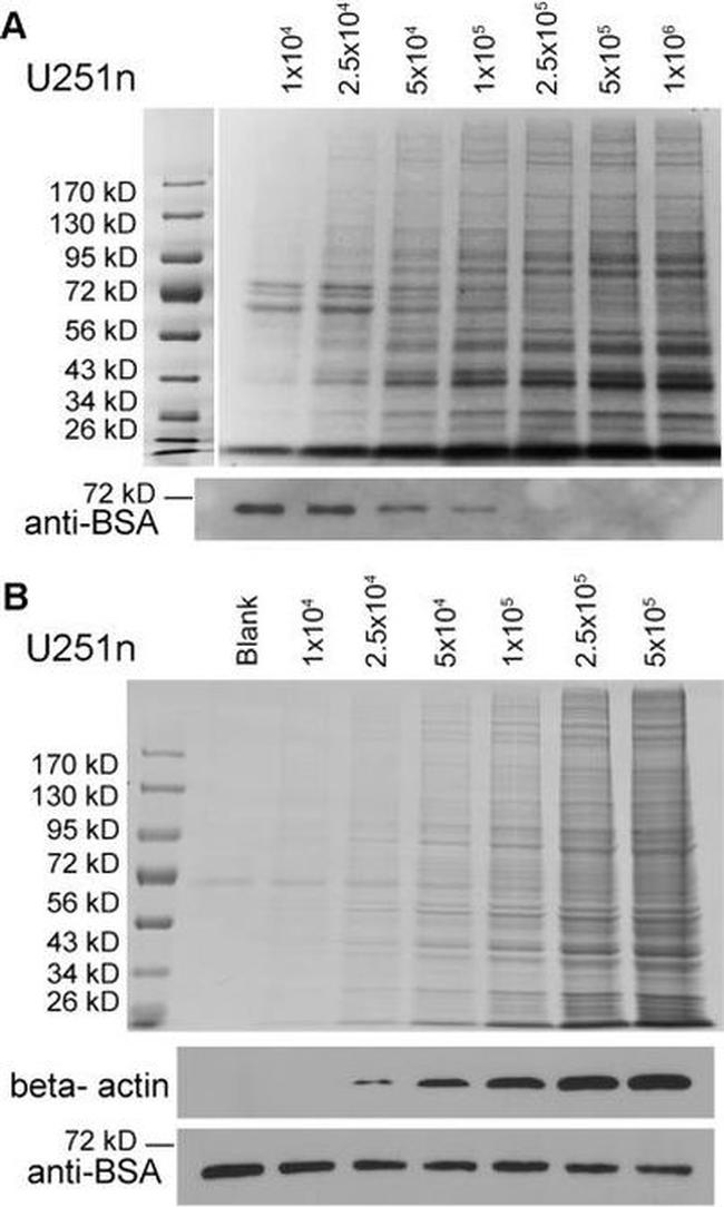 Bovine Serum Albumin Antibody in Western Blot (WB)