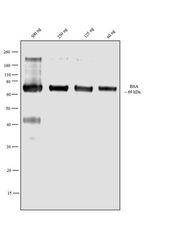 Bovine Serum Albumin Antibody in Western Blot (WB)