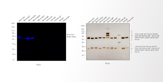 Mouse IgG (H+L) Highly Cross-Adsorbed Secondary Antibody in Western Blot (WB)