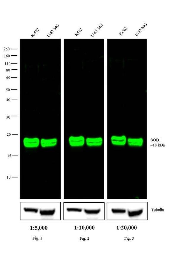 Mouse IgG (H+L) Highly Cross-Adsorbed Secondary Antibody in Western Blot (WB)