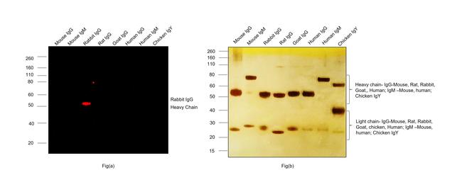 Rabbit IgG (H+L) Cross-Adsorbed Secondary Antibody in Western Blot (WB)