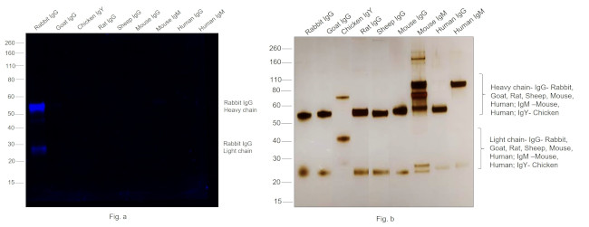 Rabbit IgG (H+L) Highly Cross-Adsorbed Secondary Antibody