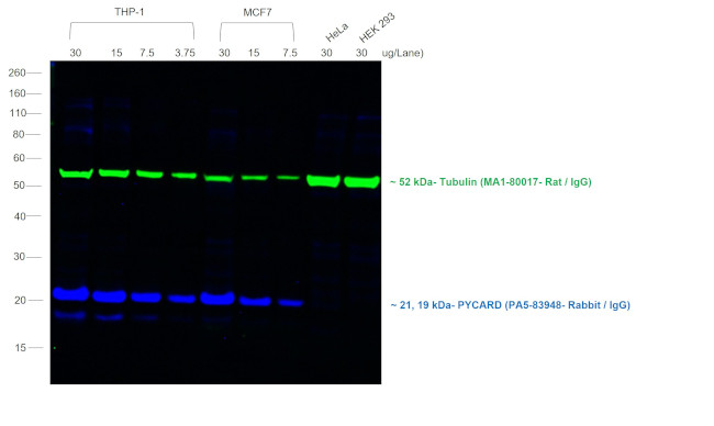 Rabbit IgG (H+L) Highly Cross-Adsorbed Secondary Antibody in Western Blot (WB)