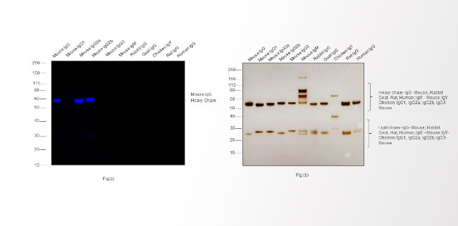 Mouse IgG (H+L) Highly Cross-Adsorbed Secondary Antibody