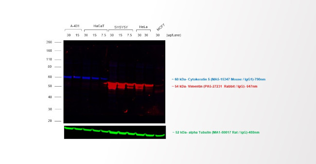 Mouse IgG (H+L) Highly Cross-Adsorbed Secondary Antibody in Western Blot (WB)