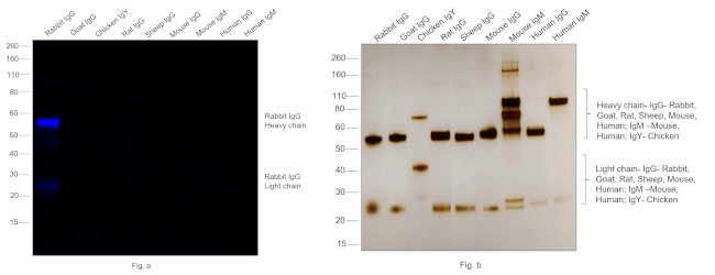 Rabbit IgG (H+L) Highly Cross-Adsorbed Secondary Antibody