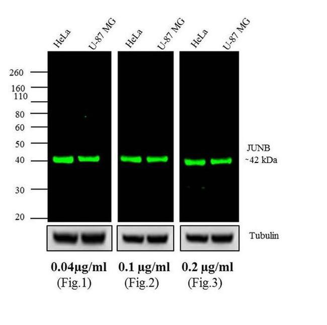 Rabbit IgG (H+L) Highly Cross-Adsorbed Secondary Antibody in Western Blot (WB)