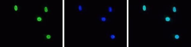 H3K27me3 Antibody in Immunocytochemistry (ICC/IF)