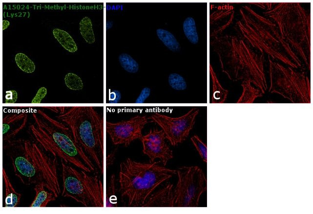 H3K27me3 Antibody in Immunocytochemistry (ICC/IF)