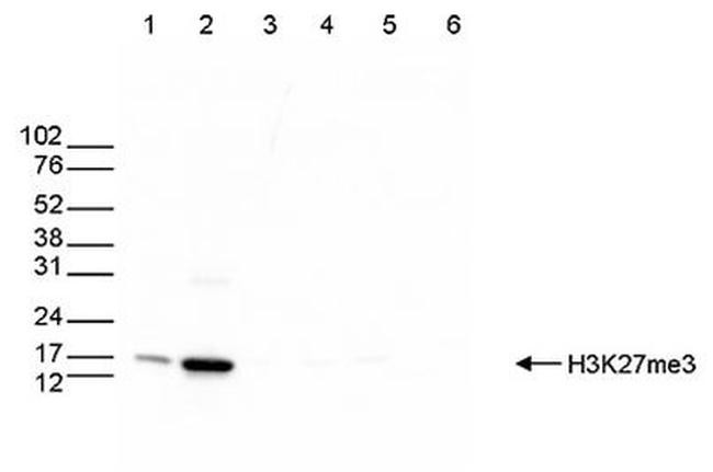 H3K27me3 Antibody in Western Blot (WB)