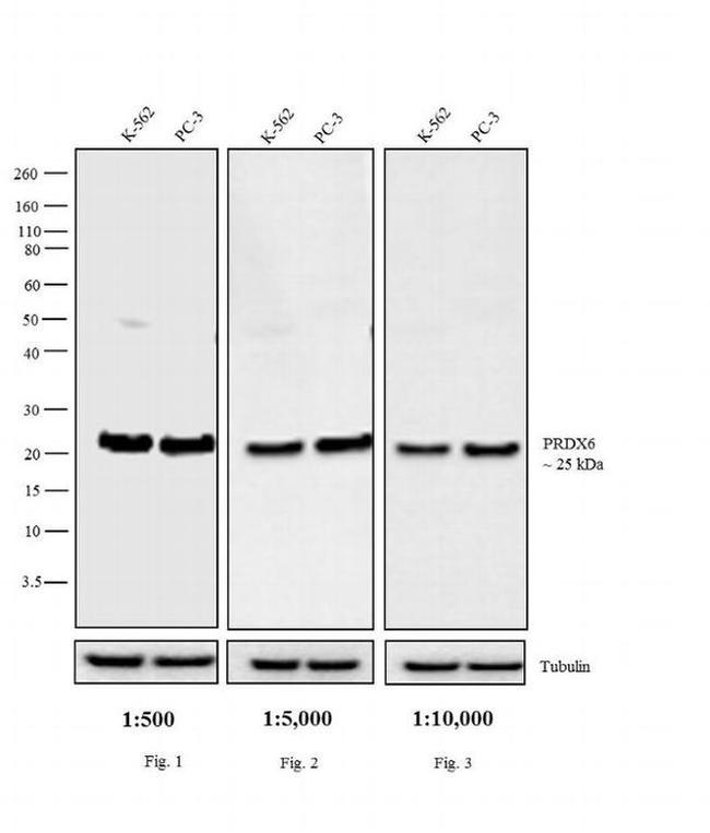 Rabbit IgG (H+L) Secondary Antibody in Western Blot (WB)