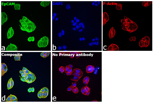 Rabbit IgG (H+L) Secondary Antibody in Immunocytochemistry (ICC/IF)