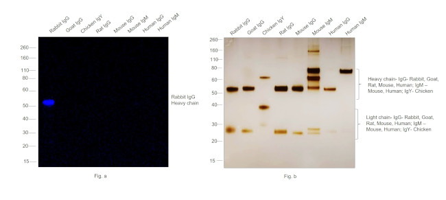 Rabbit IgG (H+L) Secondary Antibody