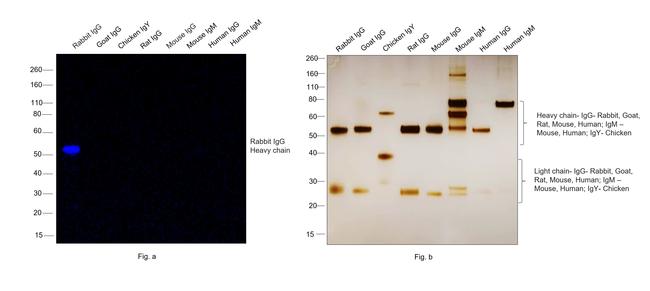 Rabbit IgG (H+L) Secondary Antibody in Western Blot (WB)