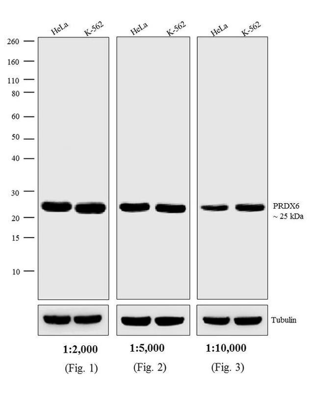 Rabbit IgG (H+L) Cross-Adsorbed Secondary Antibody in Western Blot (WB)