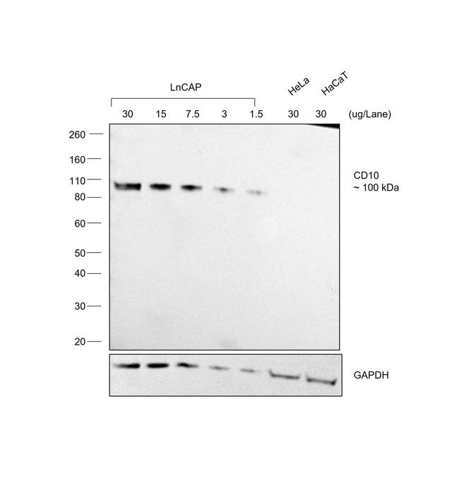 Goat IgG (H+L) Cross-Adsorbed Secondary Antibody in Western Blot (WB)