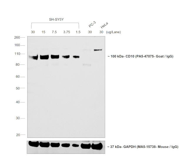 Goat IgG (H+L) Cross-Adsorbed Secondary Antibody in Western Blot (WB)